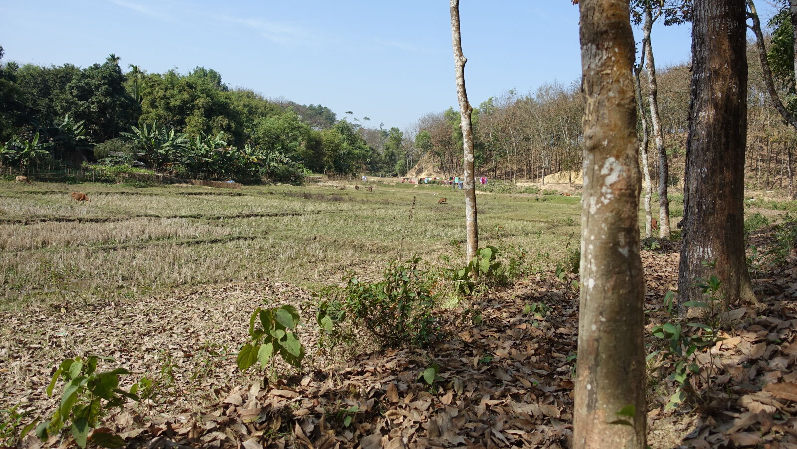 Sony Cyber-shot DSC-RX100 III sample photo. Nature photography