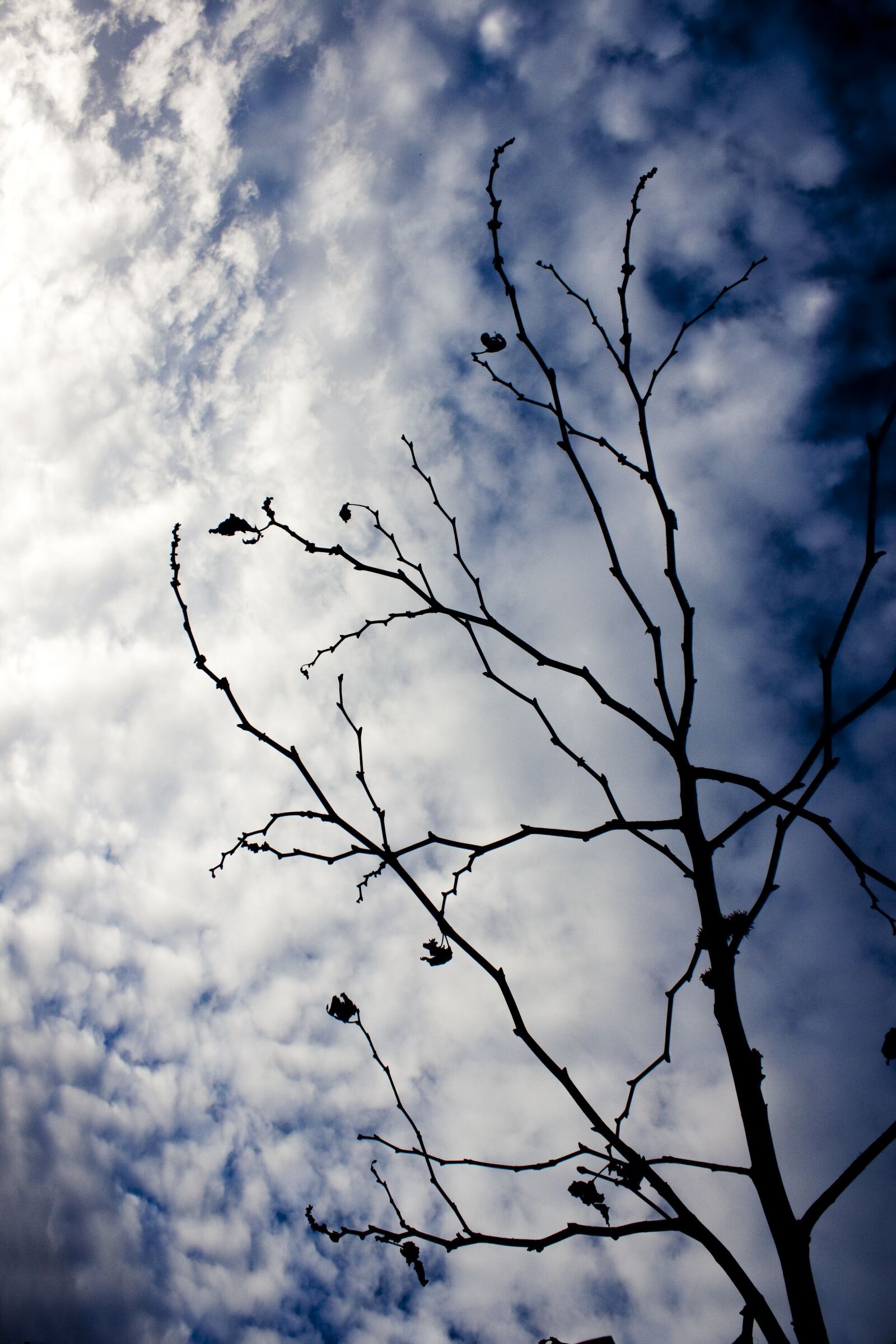 Canon EOS 500D (EOS Rebel T1i / EOS Kiss X3) sample photo. Branch, tree, reverse light photography