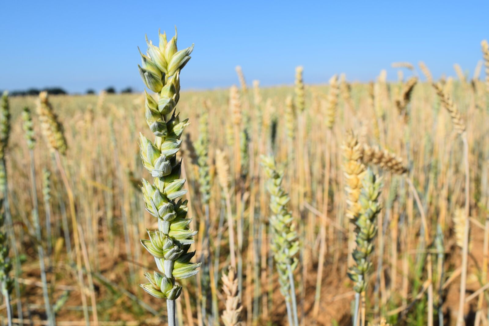 Nikon D3300 sample photo. The grain, field, plant photography