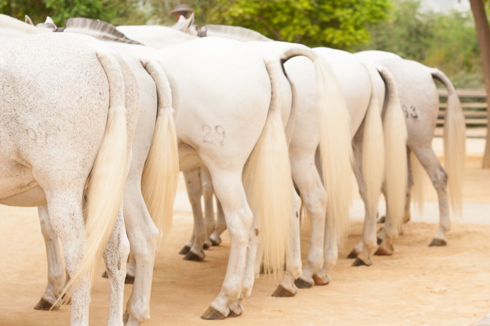 Canon EOS 350D (EOS Digital Rebel XT / EOS Kiss Digital N) sample photo. Horses, back, ponytail photography