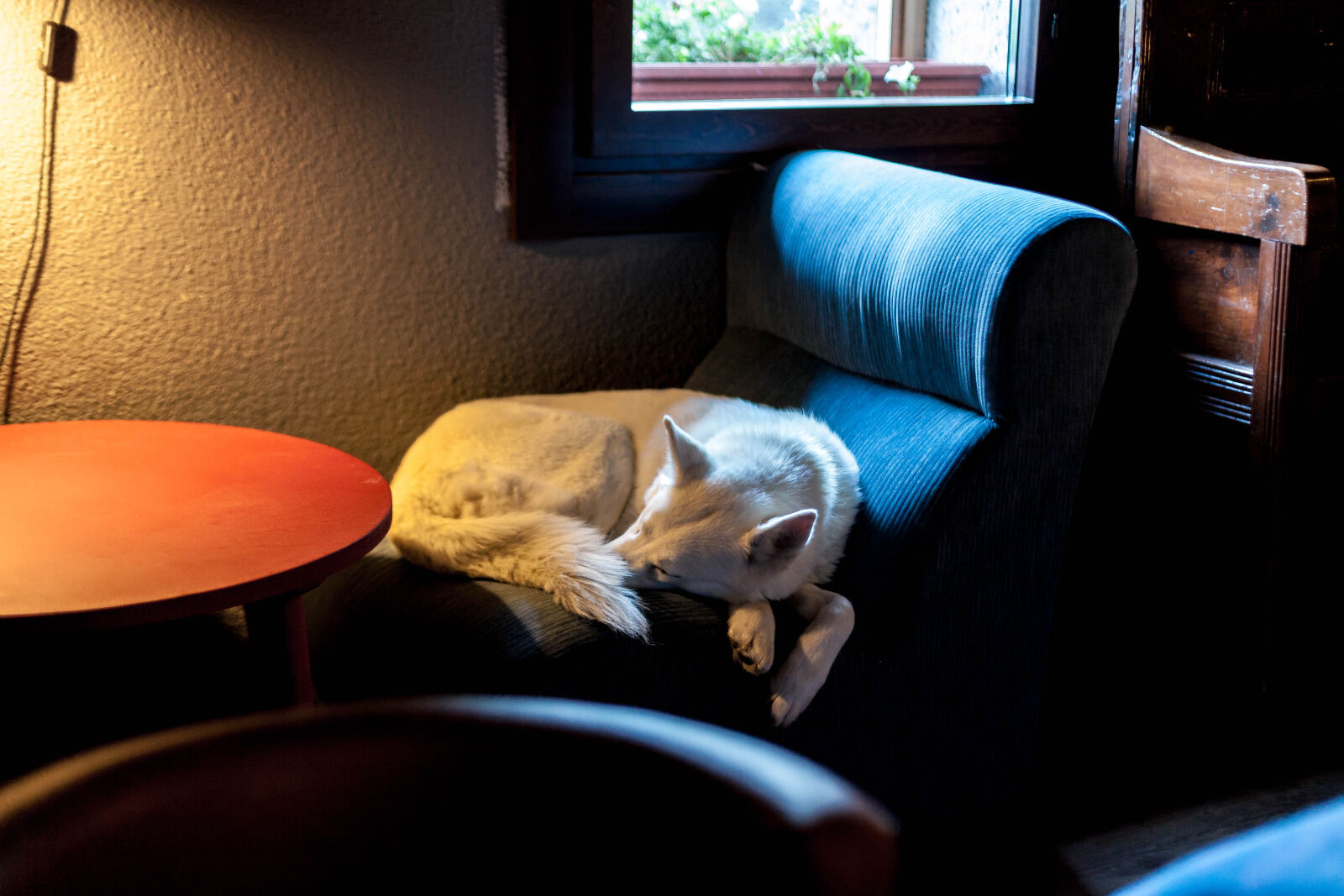 Canon EOS 5D Mark II sample photo. Animal, armchair, ball, blanc photography