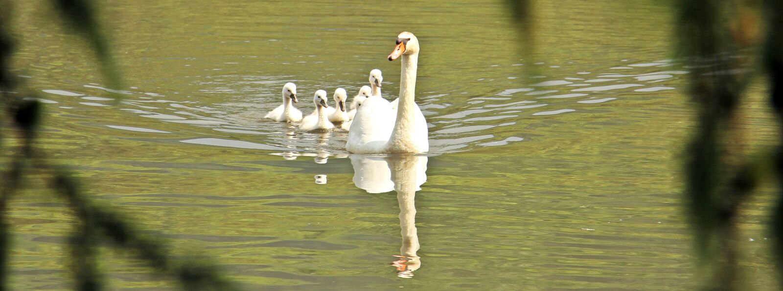 Canon EOS 550D (EOS Rebel T2i / EOS Kiss X4) sample photo. Swan, swan family, baby photography