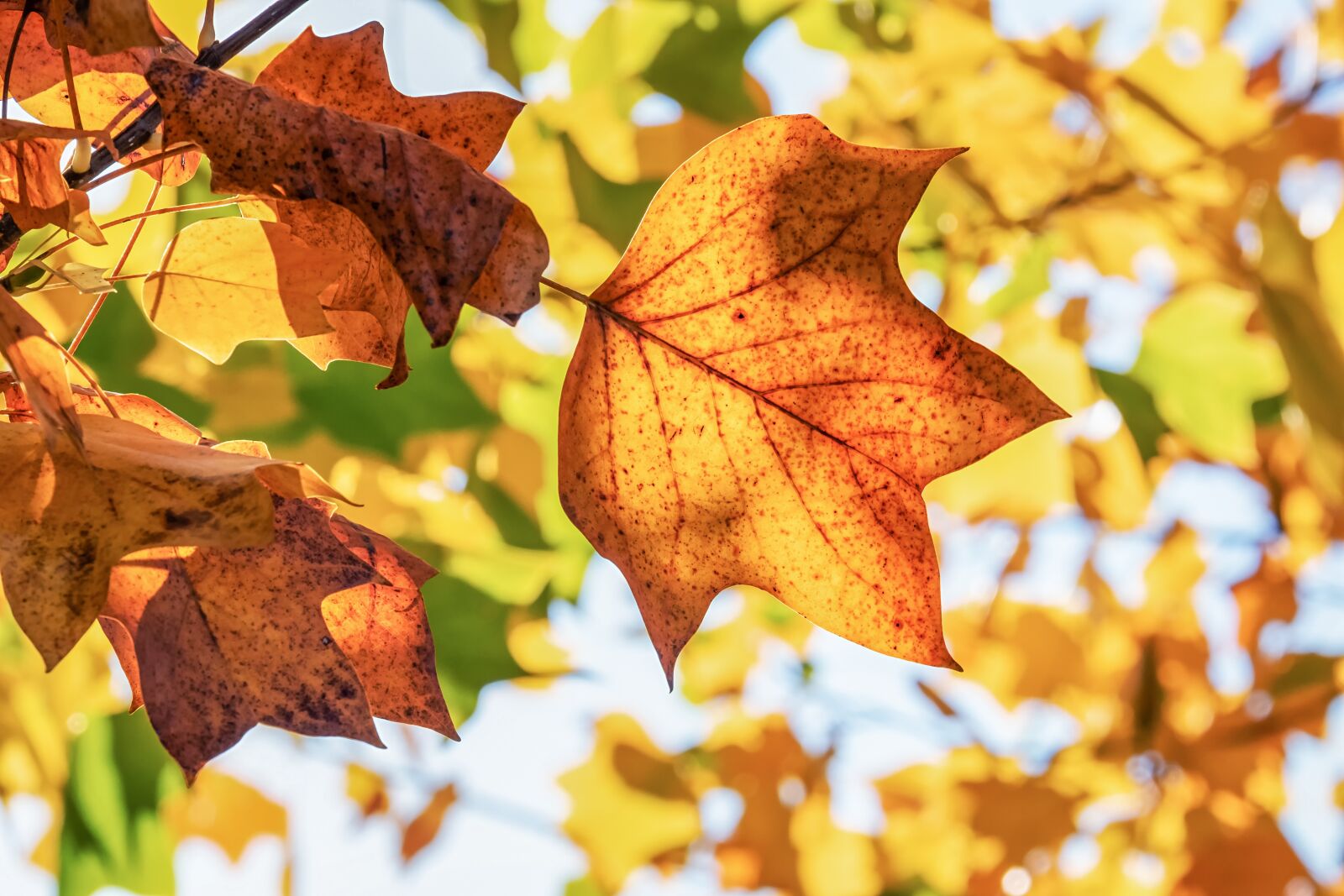 Fujifilm XF 55-200mm F3.5-4.8 R LM OIS sample photo. Autumn, fall leaves, leaves photography