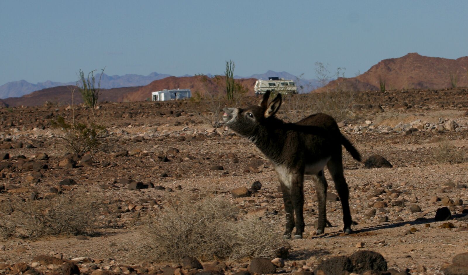 Canon EOS D60 sample photo. Donkey, brae, mule photography