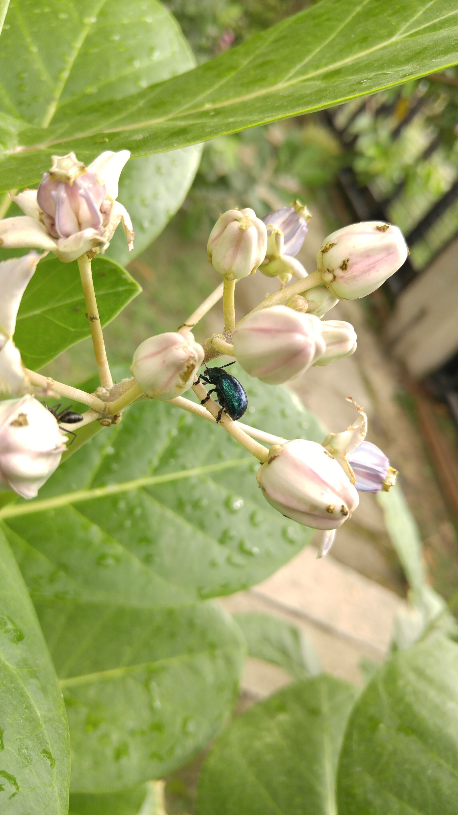 LG H818N sample photo. Beetle, bug, flowers, fresh photography