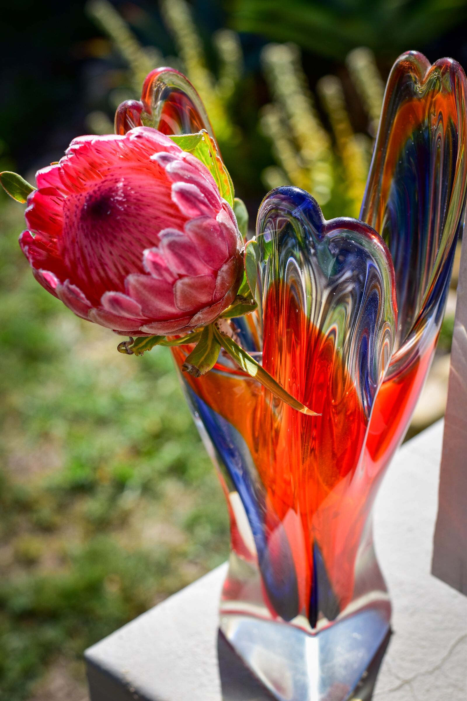 Nikon D5500 sample photo. Protea, flower, vase photography