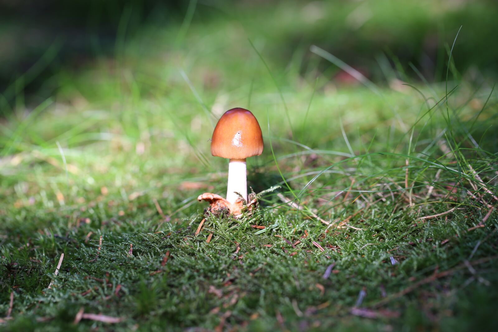 Canon EOS 5D Mark III sample photo. Mushroom, ground, nature photography