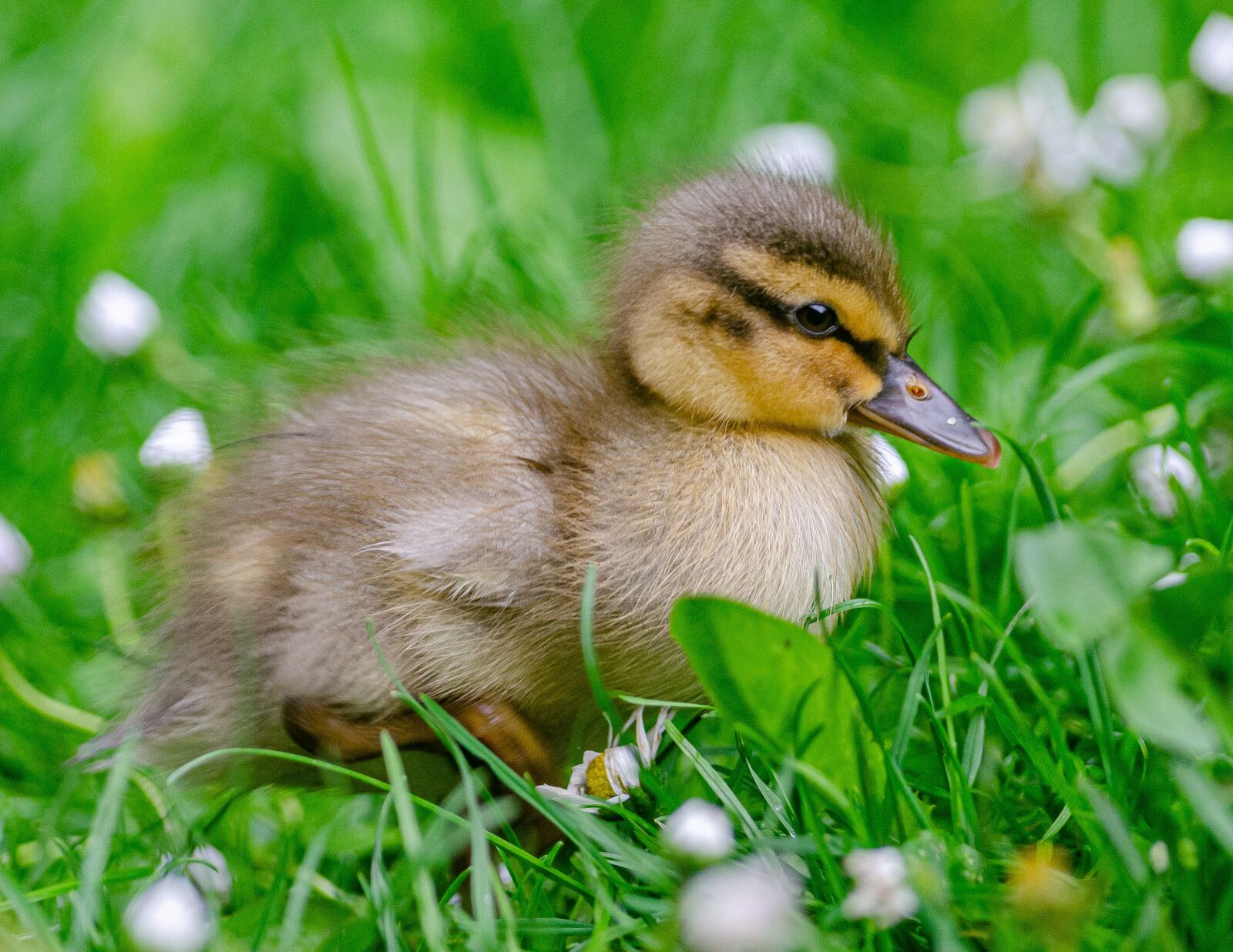 Nikon D7000 sample photo. Duckling, duck, baby photography