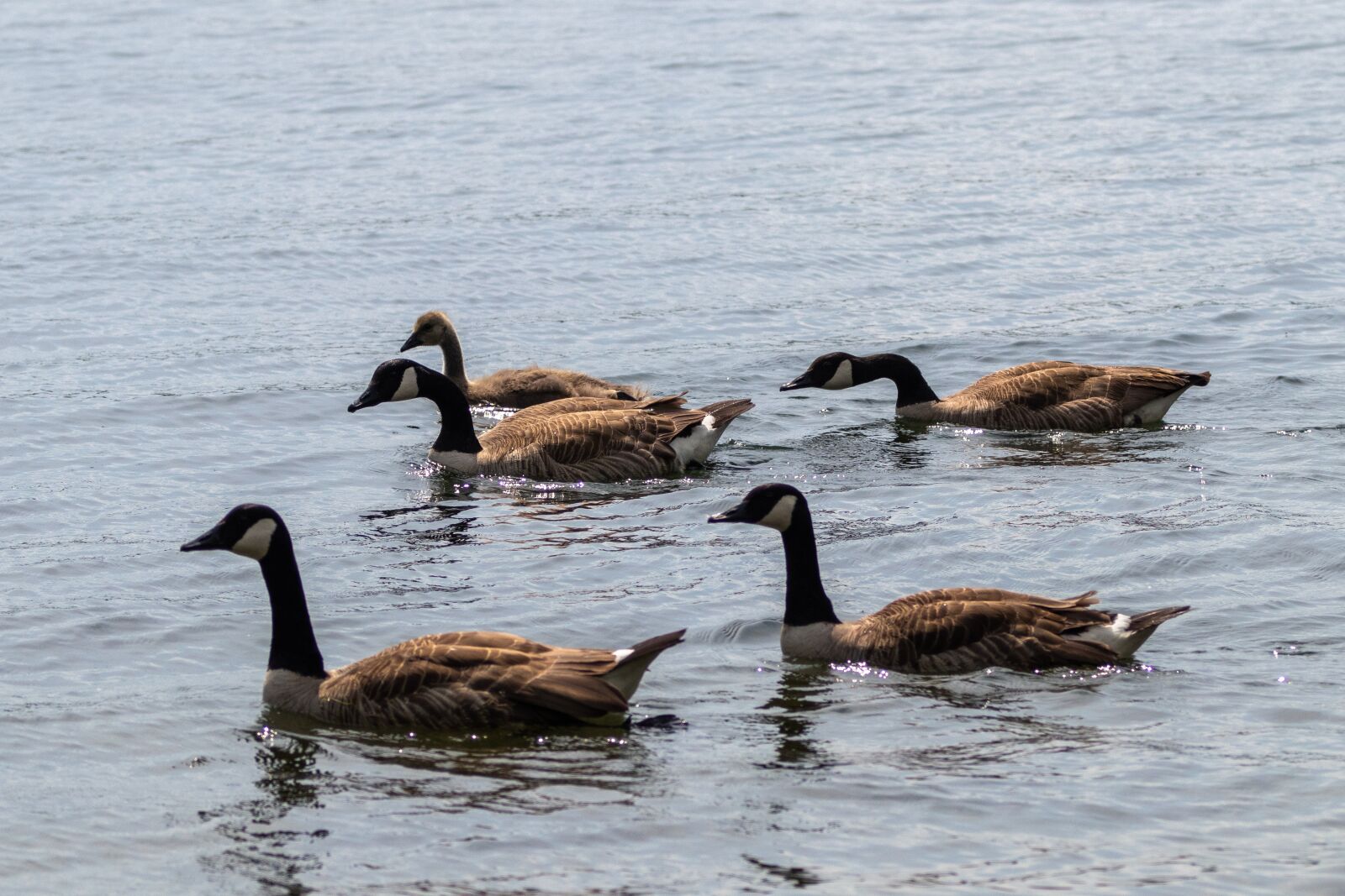 Canon EF 70-200mm F2.8L IS II USM sample photo. Geese, canada geese, nature photography