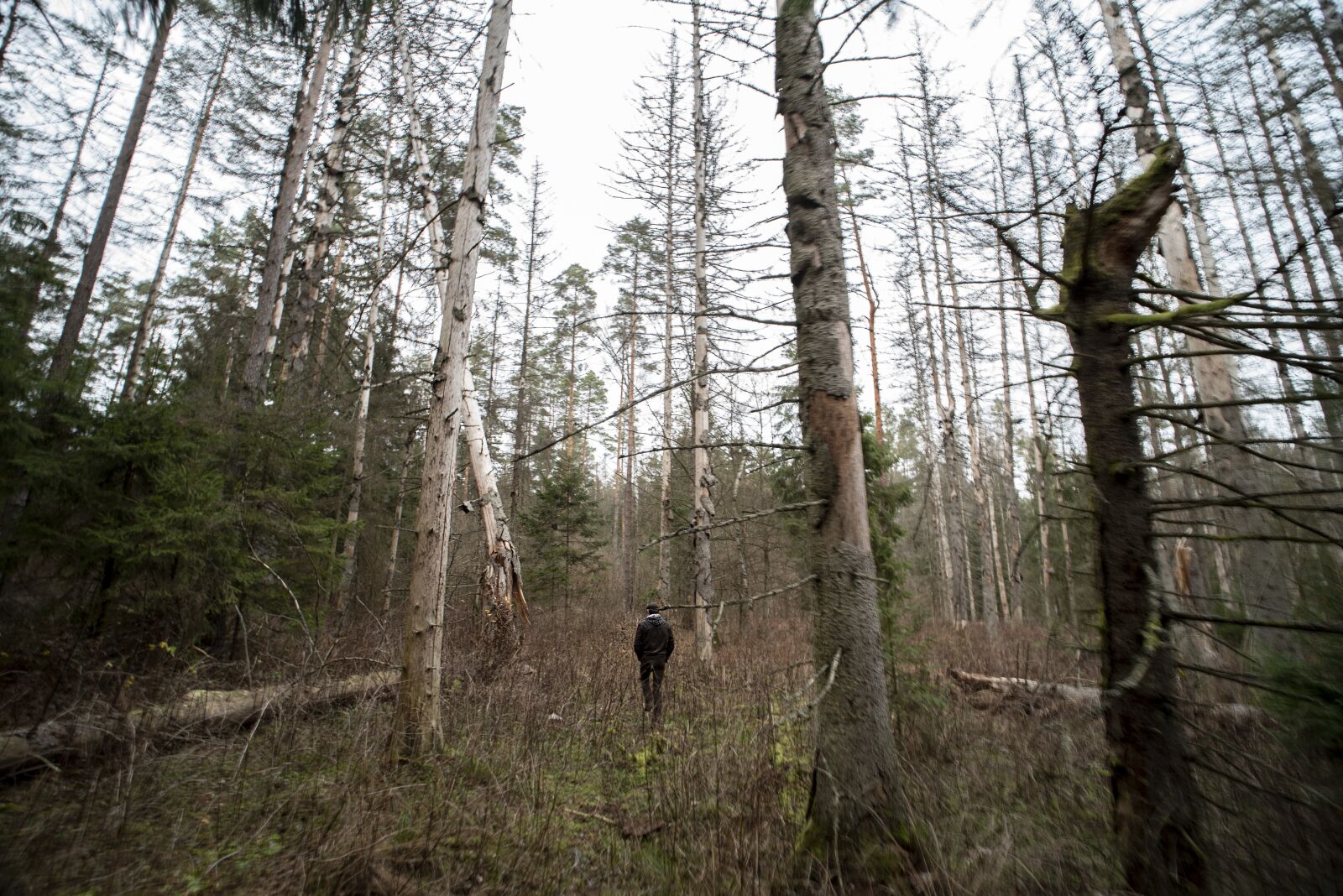 Nikon D750 sample photo. Bialowieza, primeval, forest photography