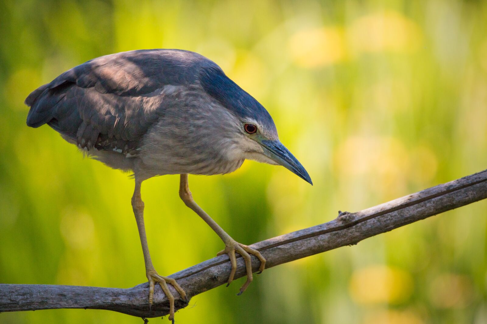 Canon EOS 70D sample photo. Night heron, branch, sitting photography