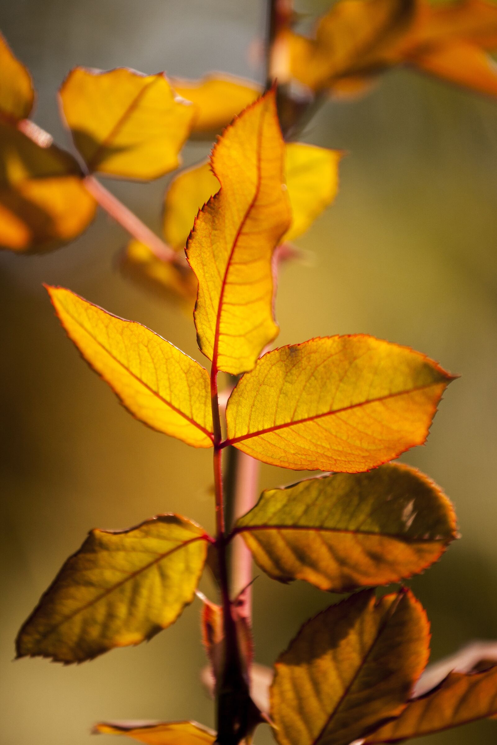 Canon EF 70-200mm F4L IS USM sample photo. Yellow, leaves, flower picture photography