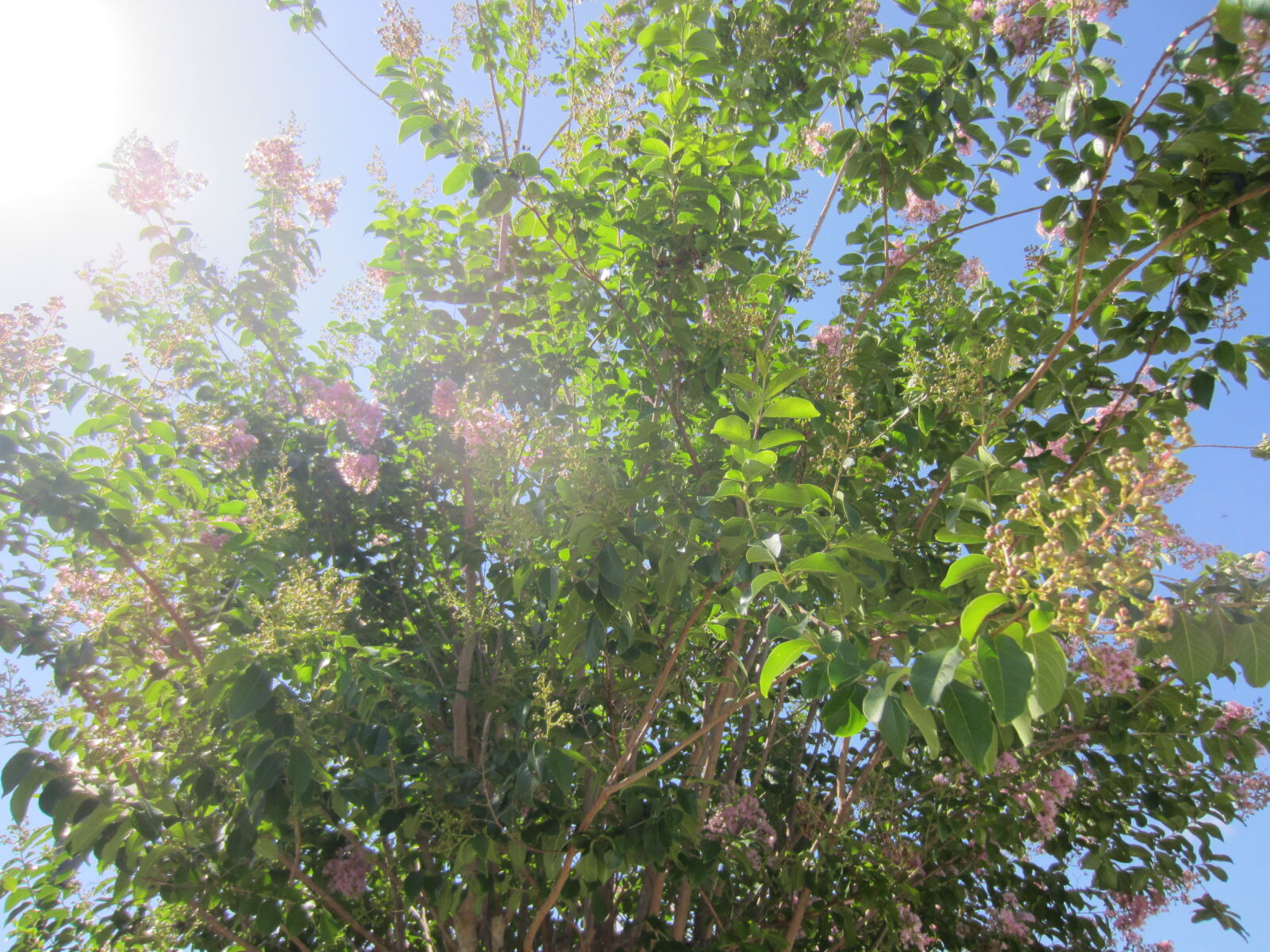 Canon PowerShot ELPH 300 HS (IXUS 220 HS / IXY 410F) sample photo. Albero, blu, blue, green photography