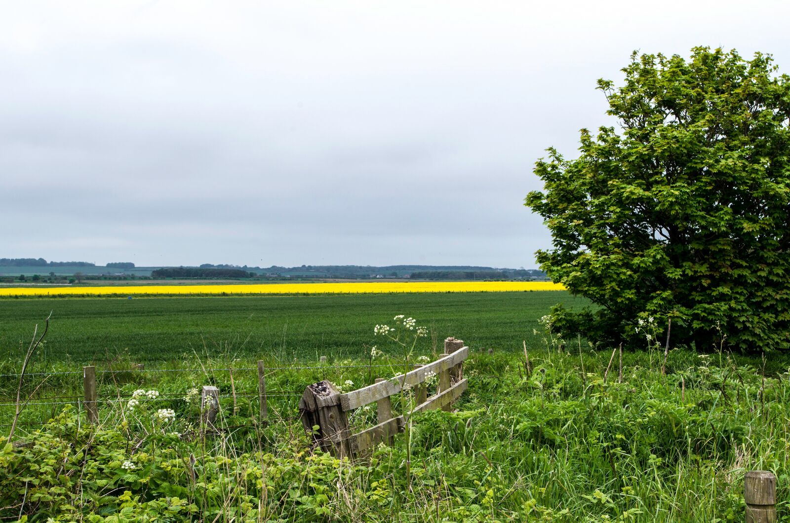 Pentax K-50 sample photo. Field, cloudiness, oilseed rape photography