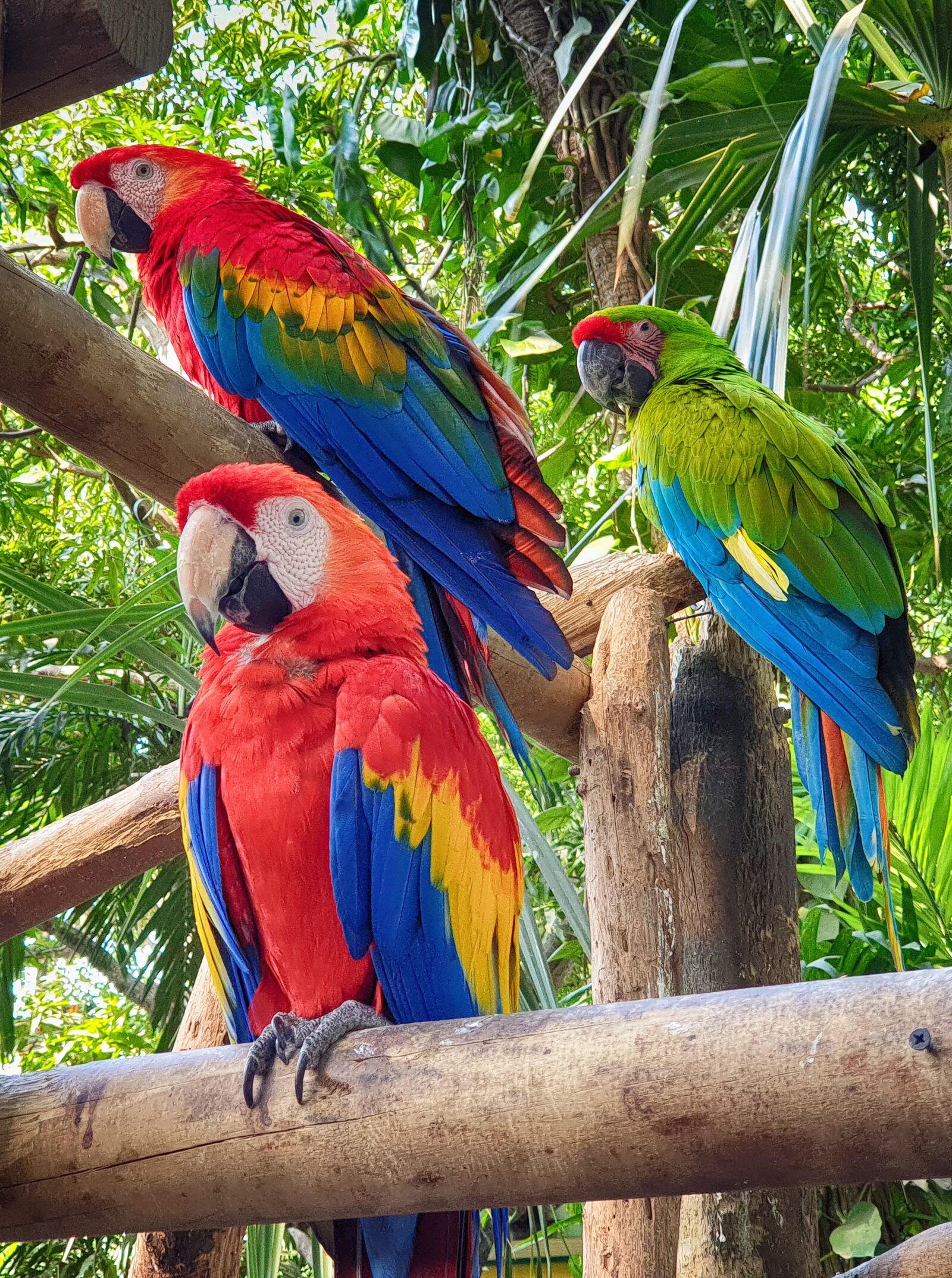 Samsung Galaxy S9+ sample photo. Parrot, bird, jungle photography