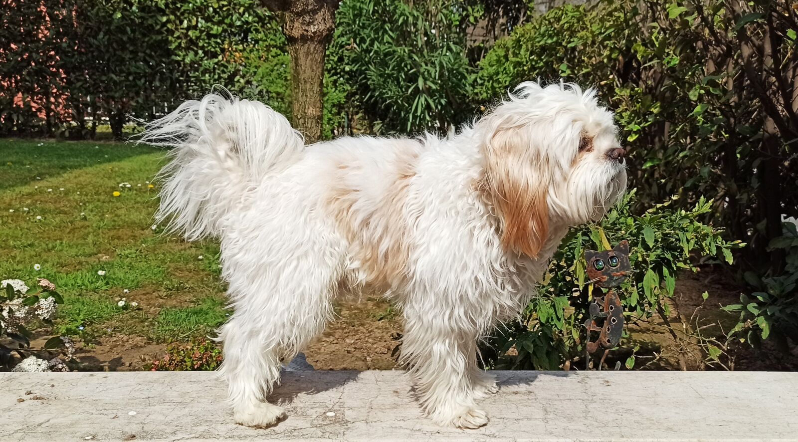 Xiaomi Redmi Note 8 Pro sample photo. Dog, doggie, adorable photography