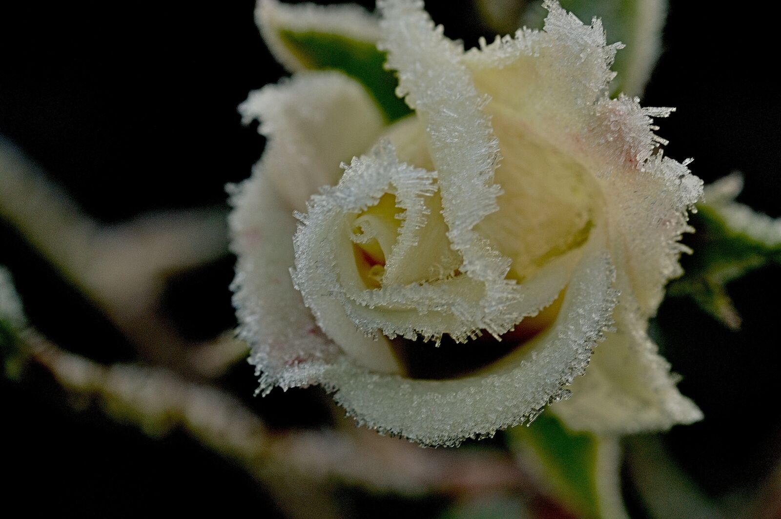 Nikon D90 sample photo. Winter, rose, ripe photography