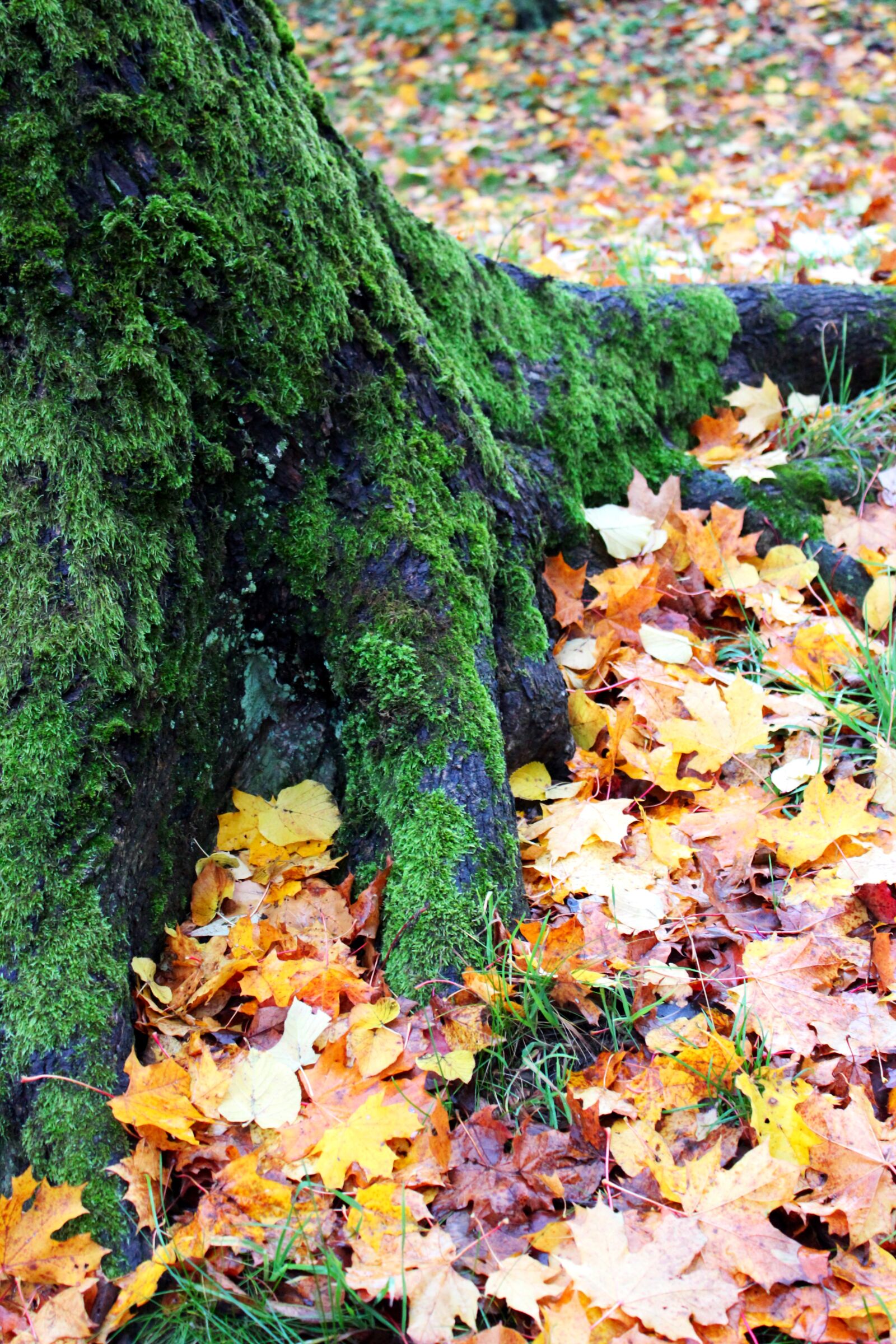 Canon EOS 600D (Rebel EOS T3i / EOS Kiss X5) sample photo. Outdoors, autumn, nature photography