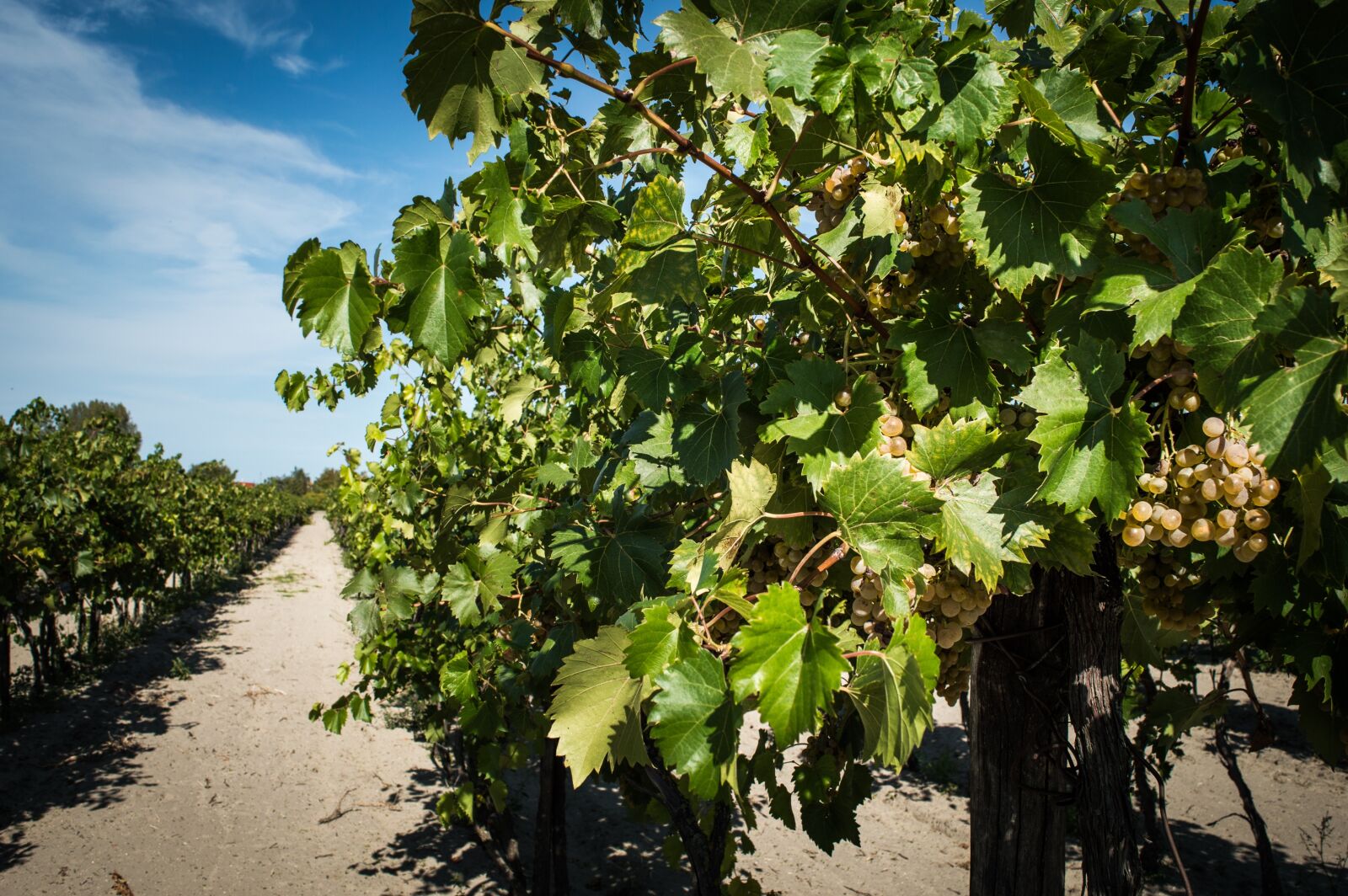 Nikon D3200 sample photo. Vineyard, autumn, garden photography