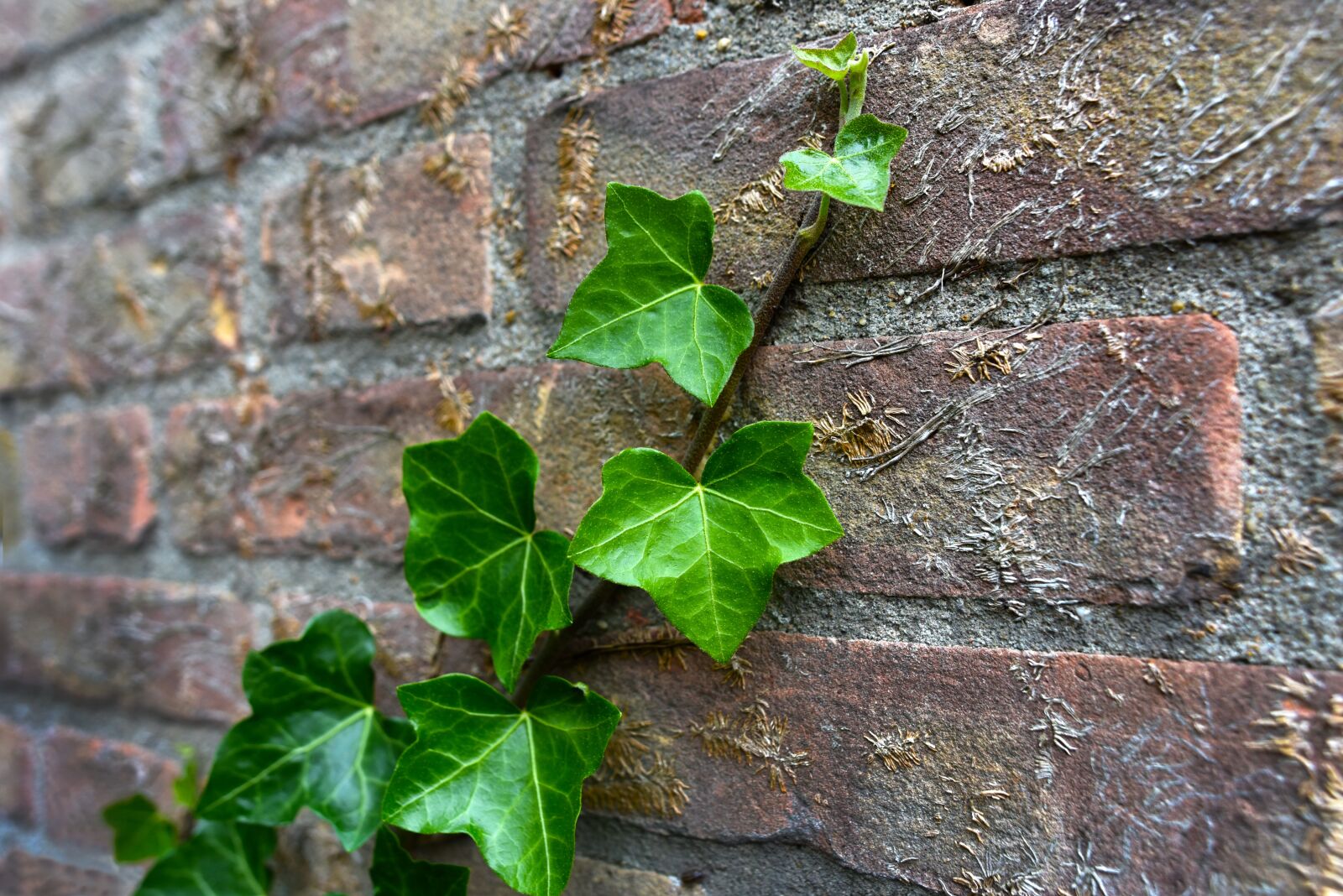 Nikon D750 sample photo. Ivy, plant, creeper photography