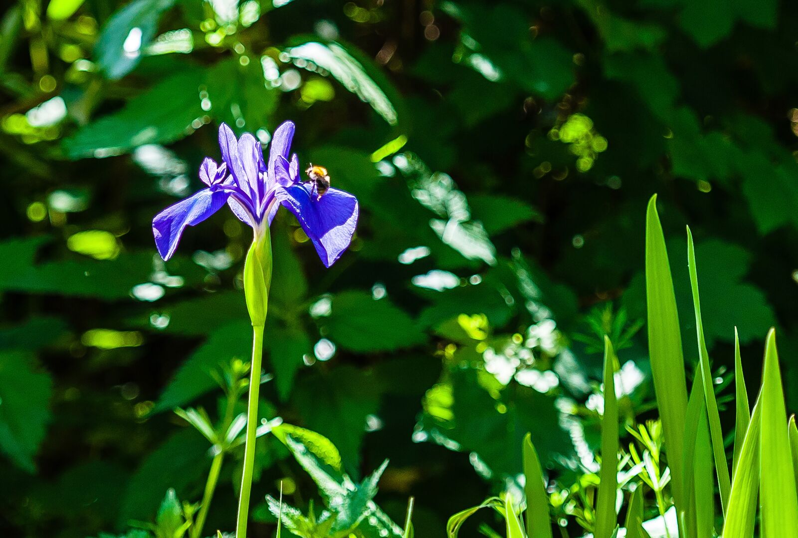 Nikon D5000 sample photo. Flower, nature, bee photography