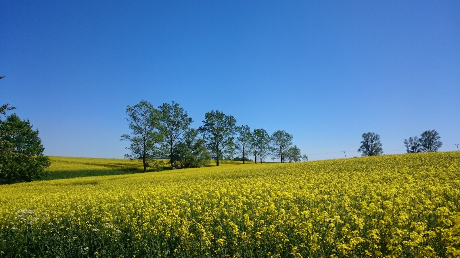 Sony Xperia Z3 sample photo. Landscape, rapeseed, sky photography