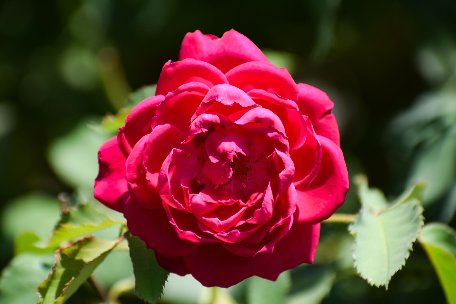 Nikon D3300 sample photo. Rose, flower, bloom photography