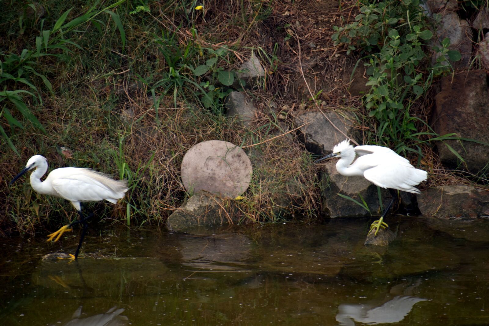 Nikon D5600 sample photo. Crane pair, crane, water photography