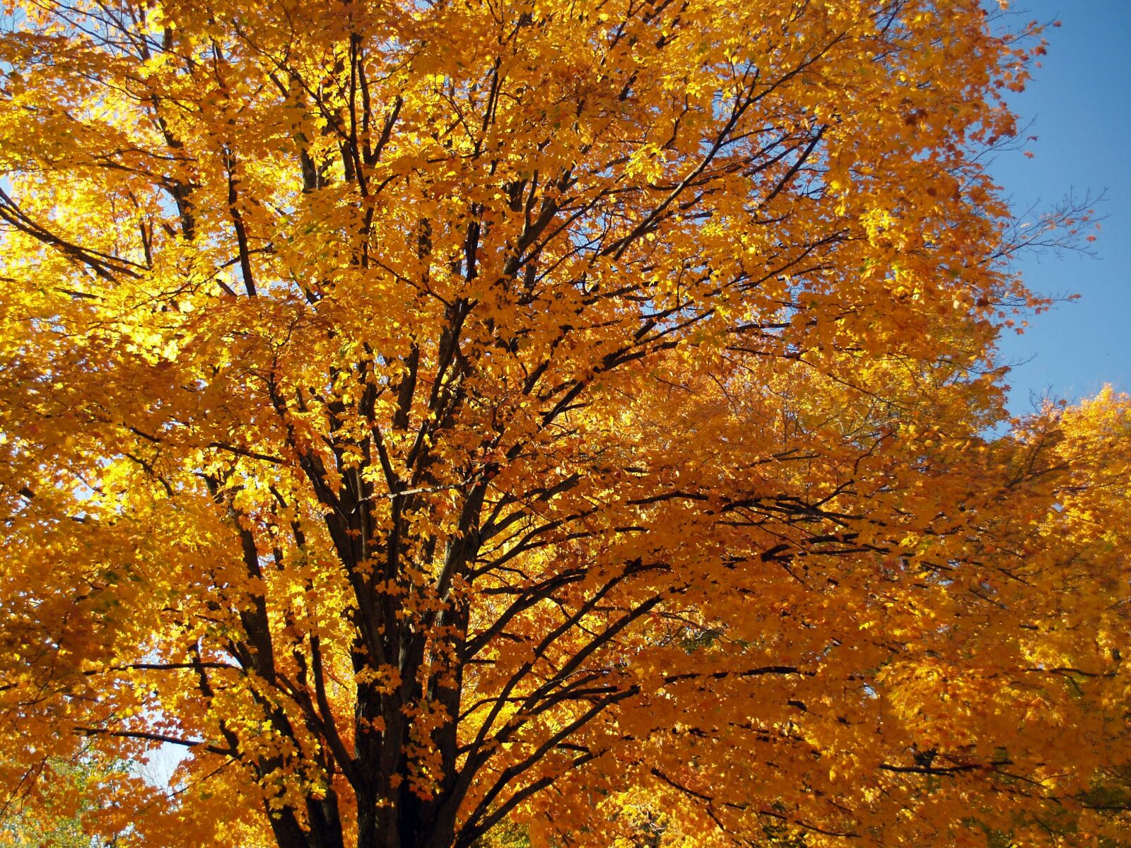 Olympus E-500 (EVOLT E-500) sample photo. Autumn, foliage, yellow photography