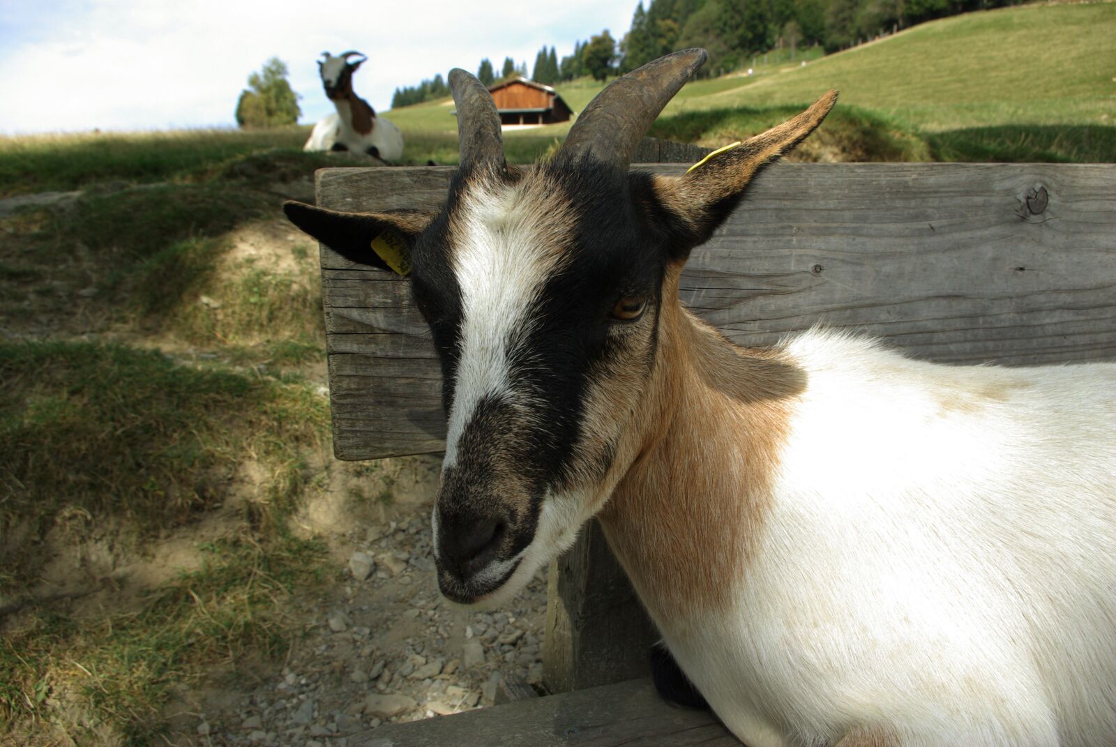 Samsung GX-10 sample photo. Goat, pet, kid photography