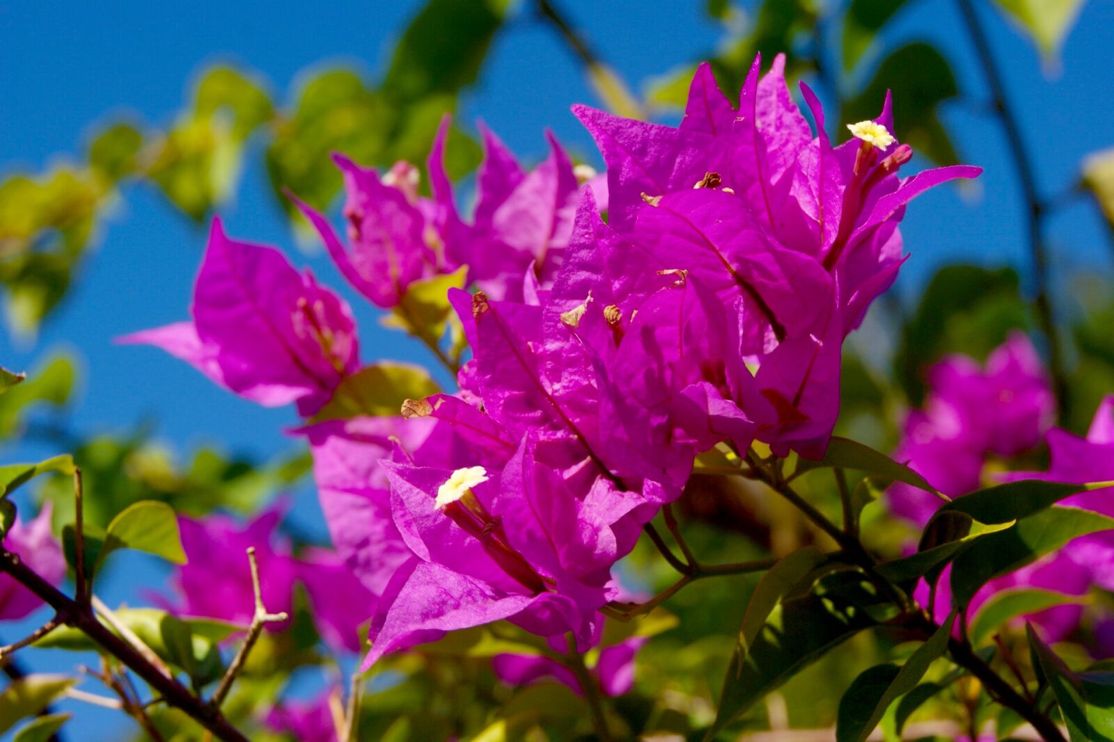 Sony Alpha DSLR-A330 sample photo. Bougainvillea, pink flowers, nature photography