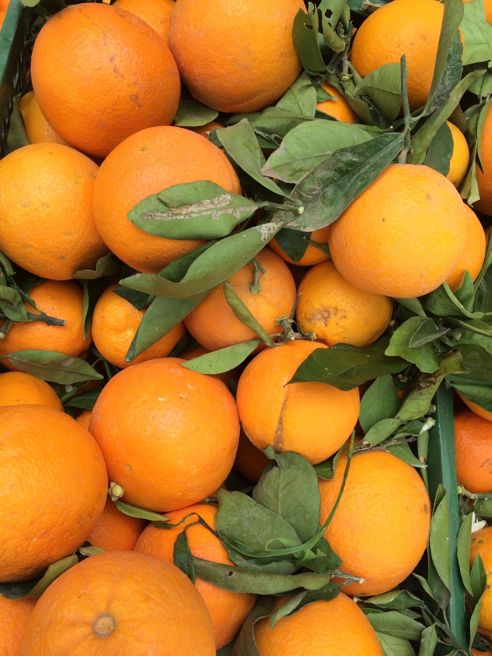 iPhone 5s back camera 4.15mm f/2.2 sample photo. Oranges, market stall, orange photography