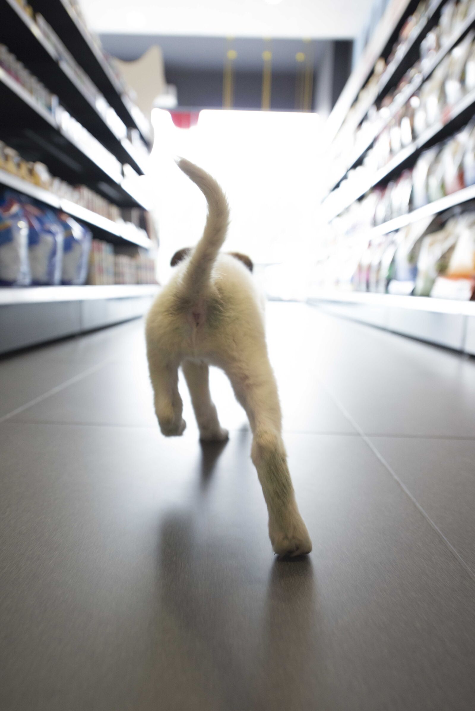 Nikon D800 sample photo. Dog, shop, run photography