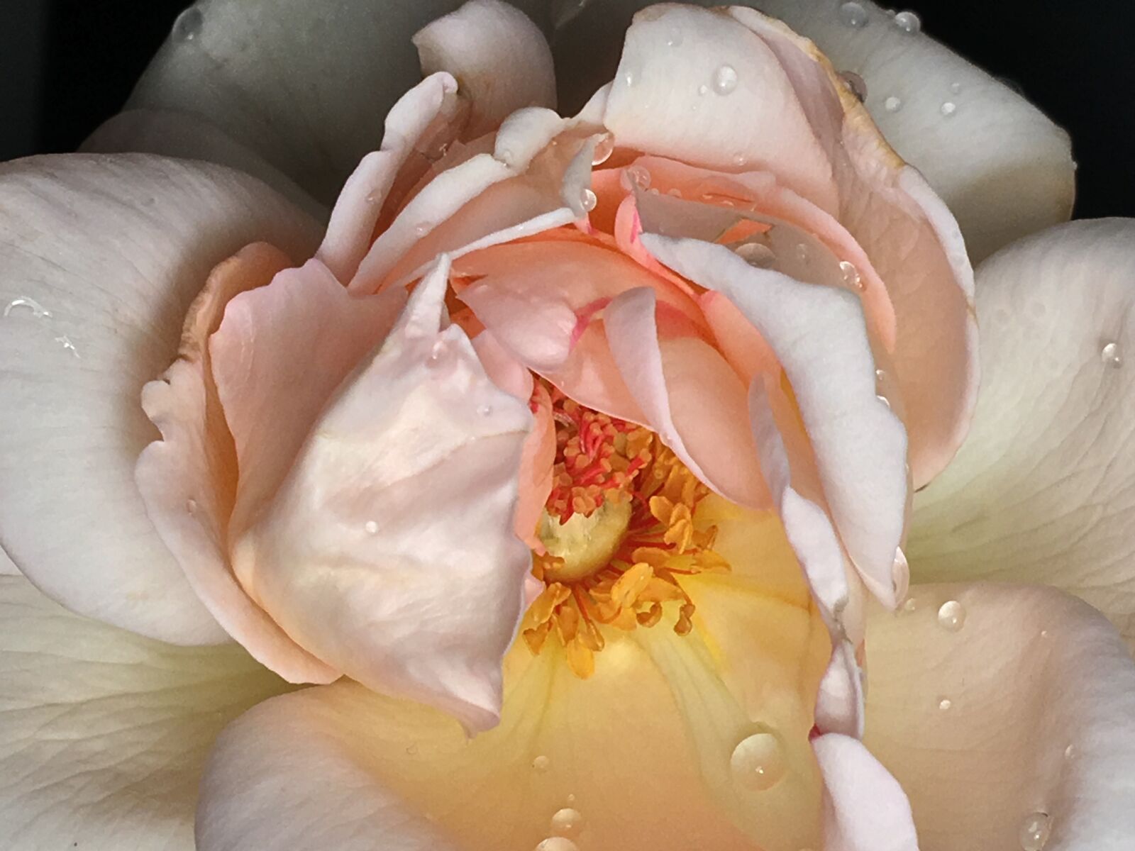 Apple iPhone 6s Plus sample photo. Rosa, pistils, flower photography