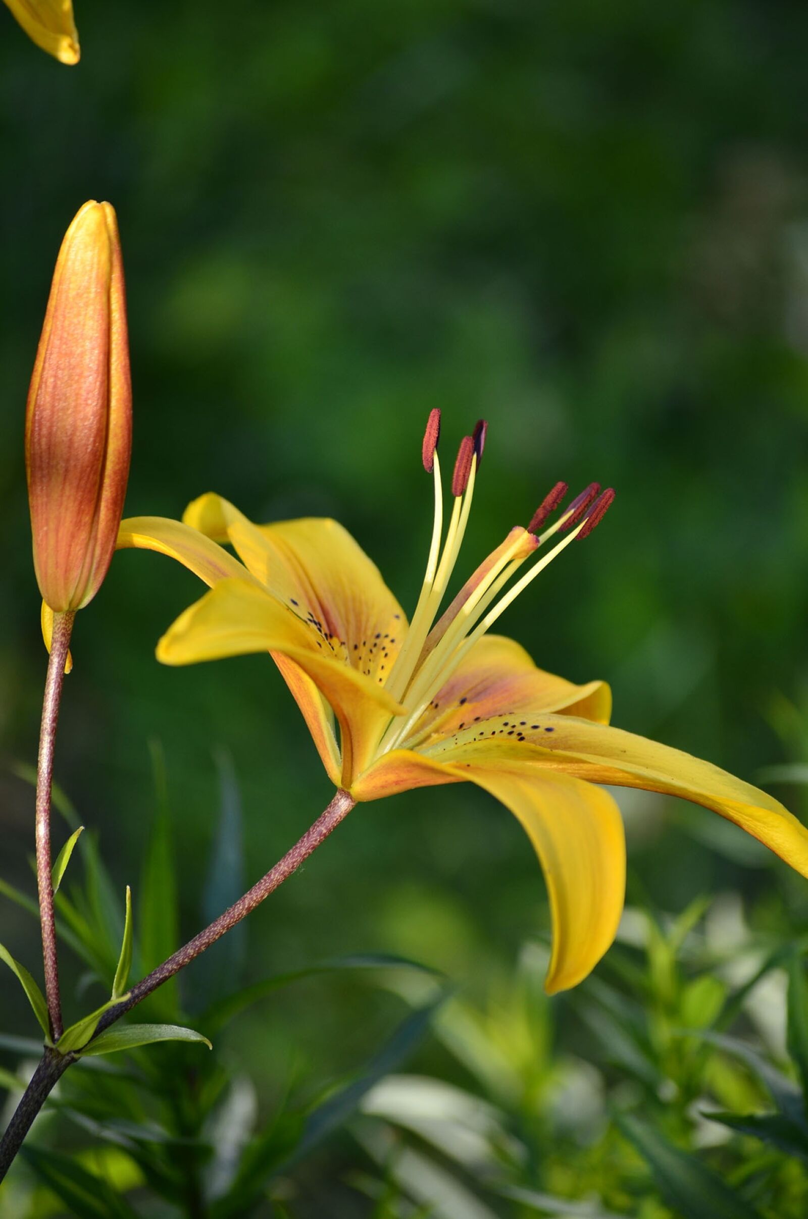 Nikon D5100 sample photo. Flowers, lily, summer photography