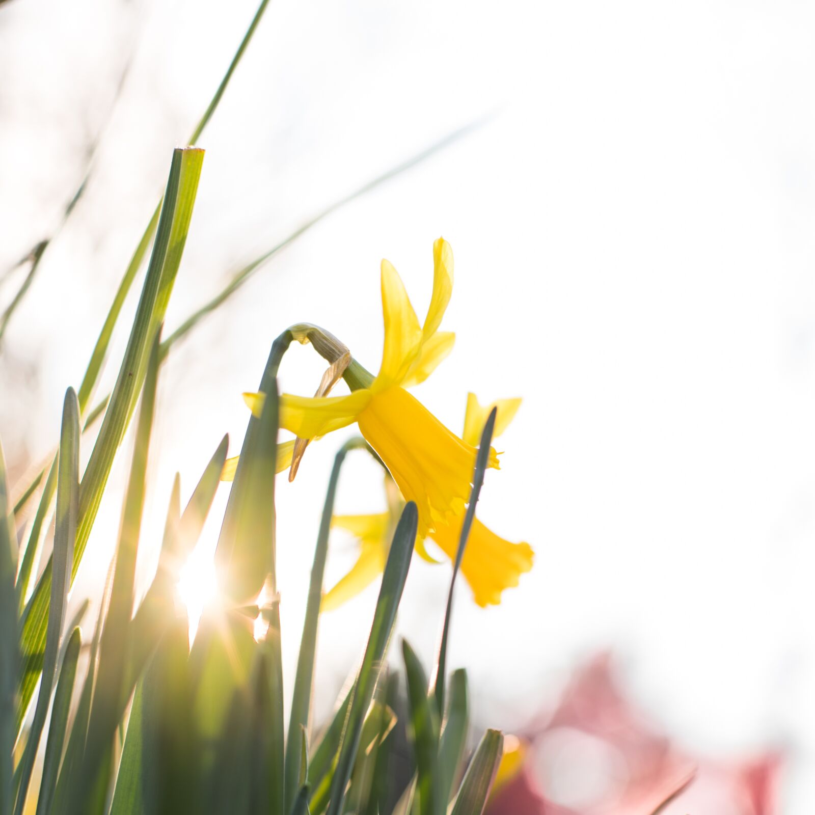 Canon EF 50mm F1.4 USM sample photo. Flowers, joncquille, plant photography