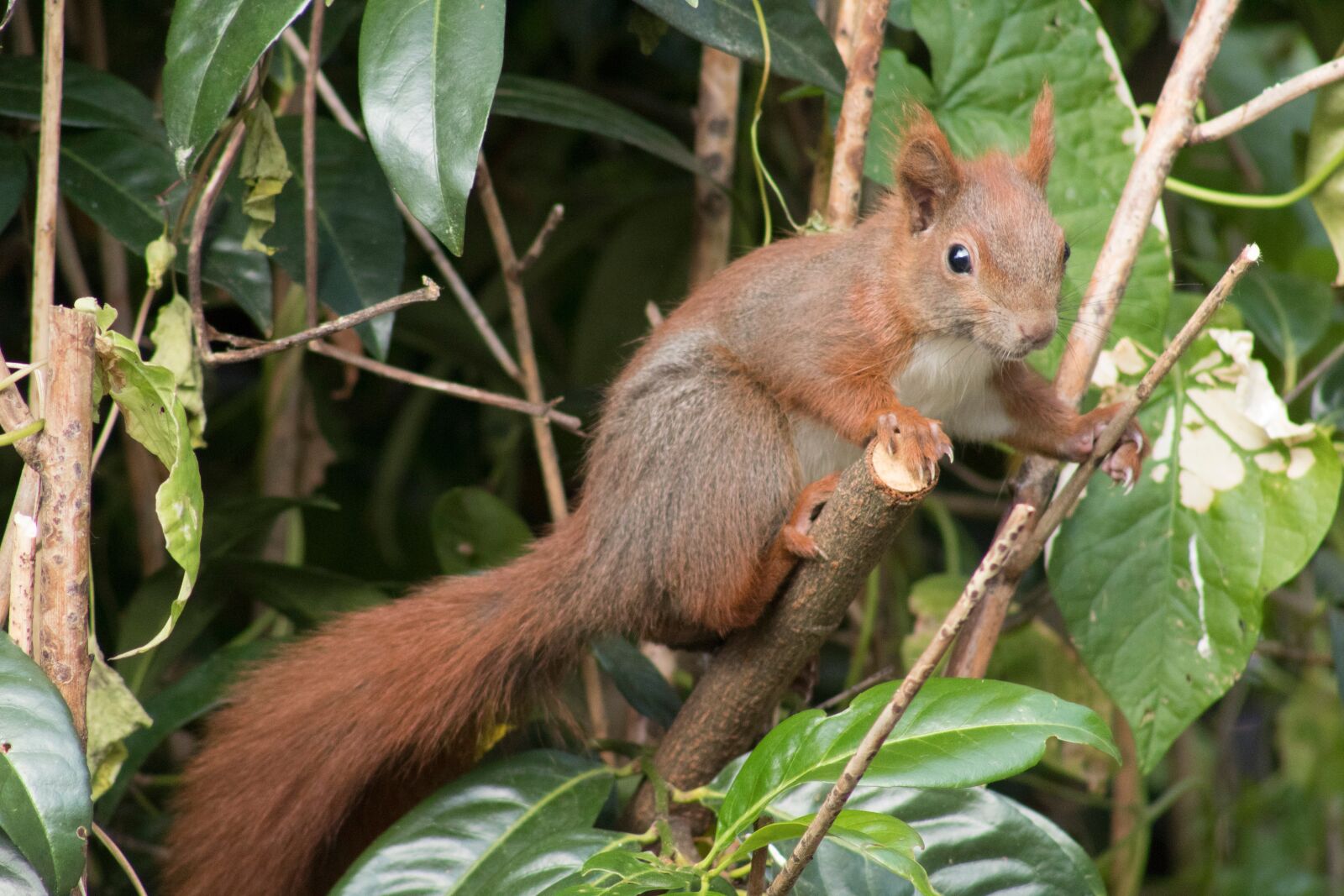 Canon EF75-300mm f/4-5.6 sample photo. Squirrel, germany, nature photography