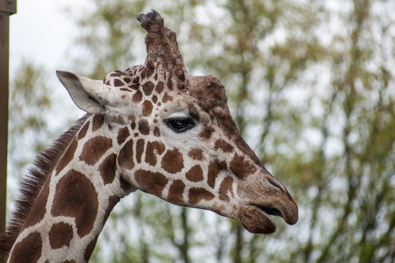 Nikon D70s sample photo. Giraffe, head, zoo photography