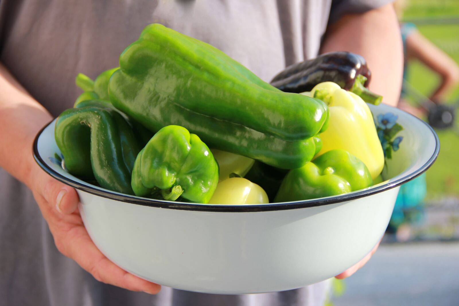 Canon EOS 550D (EOS Rebel T2i / EOS Kiss X4) sample photo. Pepper, green, summer photography