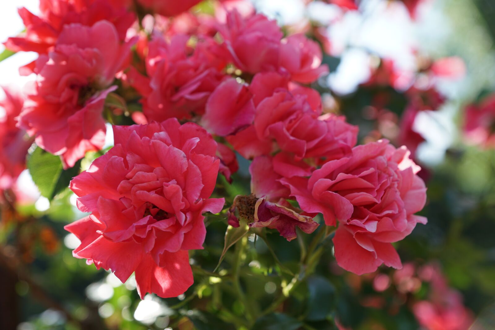 Sony ILCA-77M2 sample photo. Rose, flower, plant photography