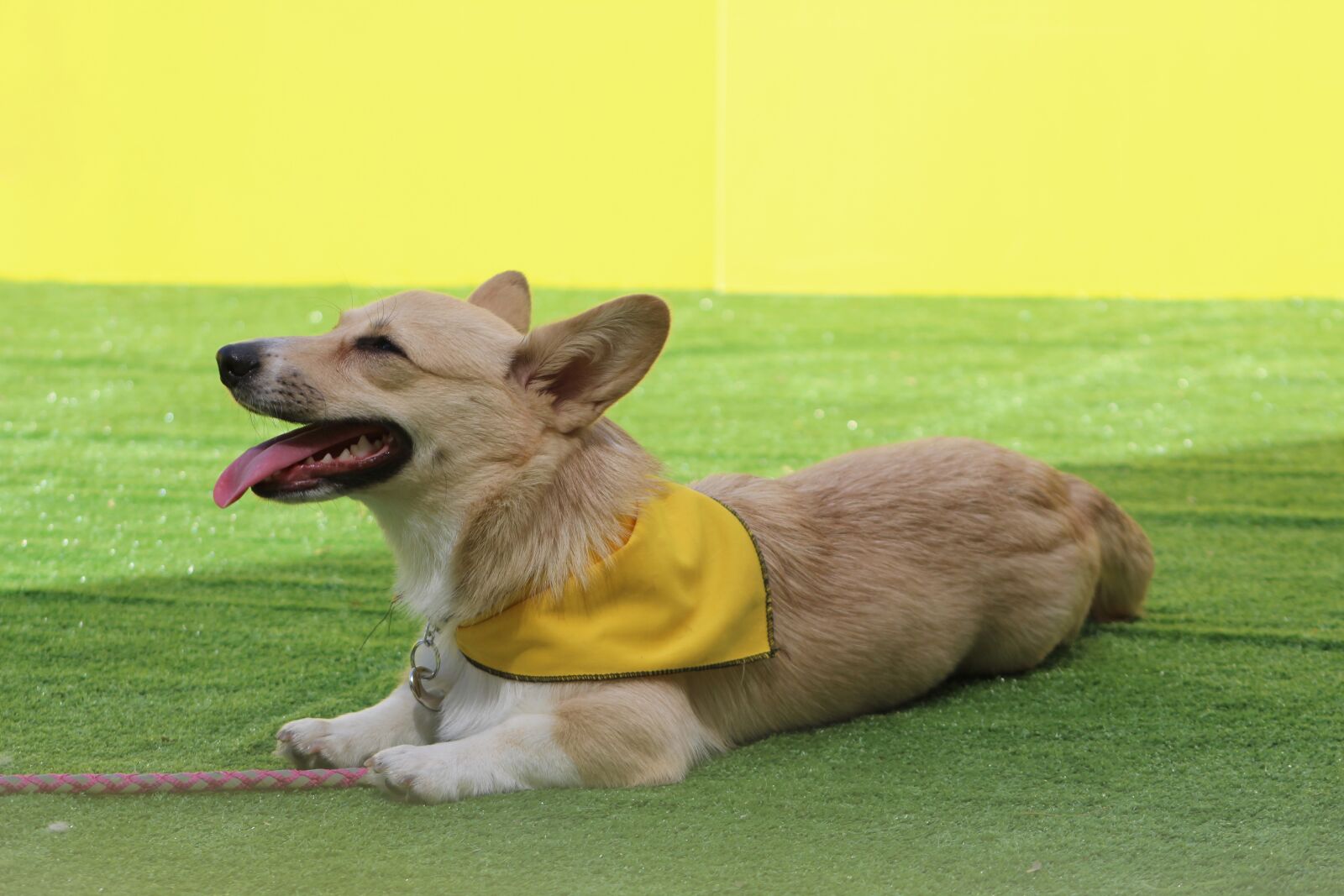 Canon EF75-300mm f/4-5.6 sample photo. Corgi, dog command, stay photography