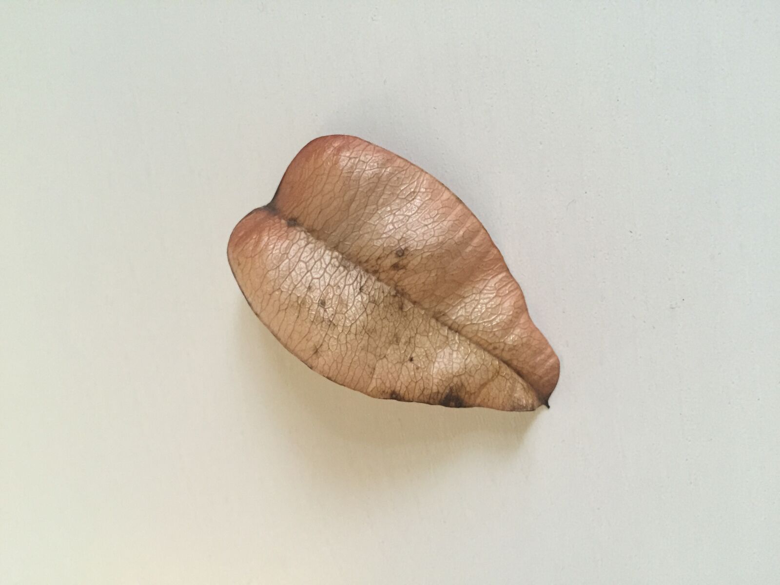 Apple iPhone 6 sample photo