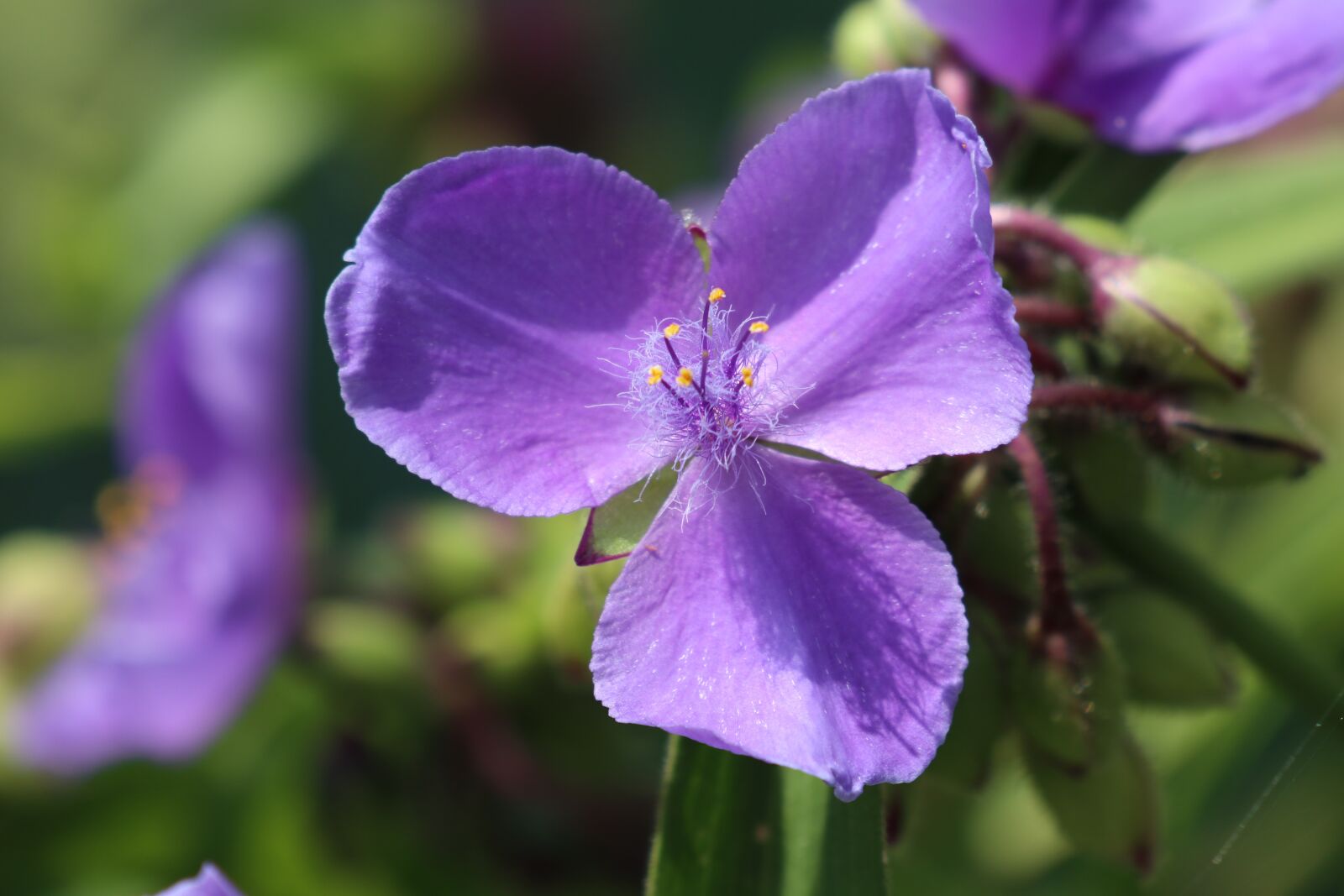 Canon EOS M6 sample photo. Summer, garden, flower photography