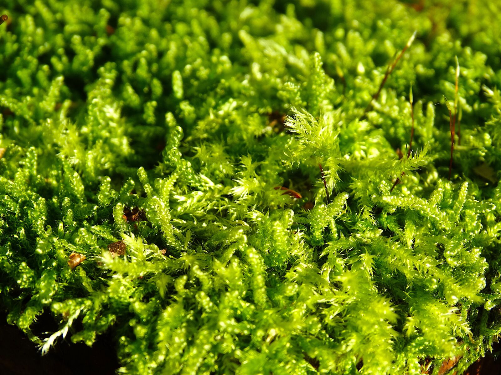 Sony Cyber-shot DSC-HX300 sample photo. Moss, filigree, green photography