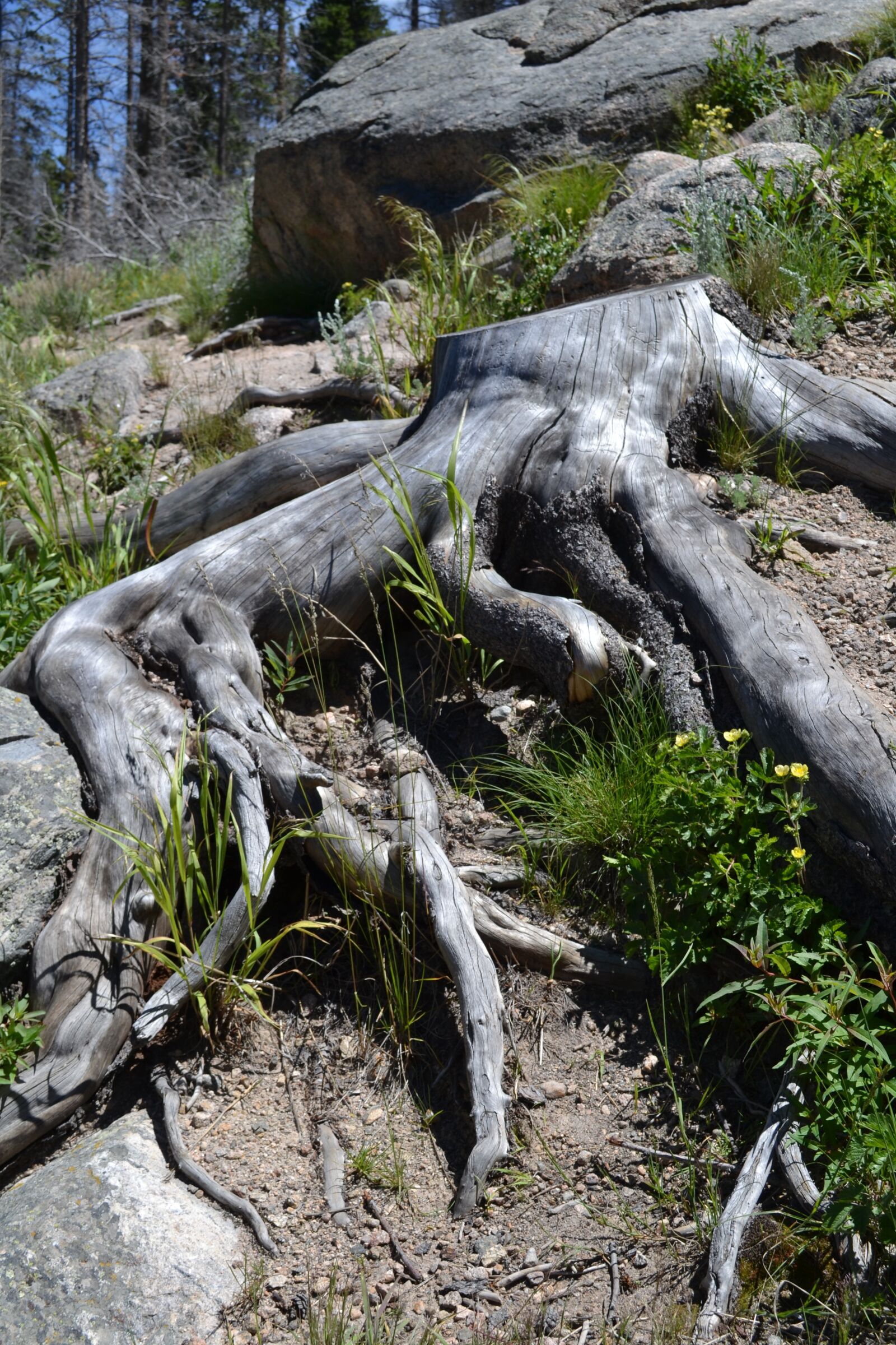 Nikon D3100 sample photo. Tree roots, roots, tree photography