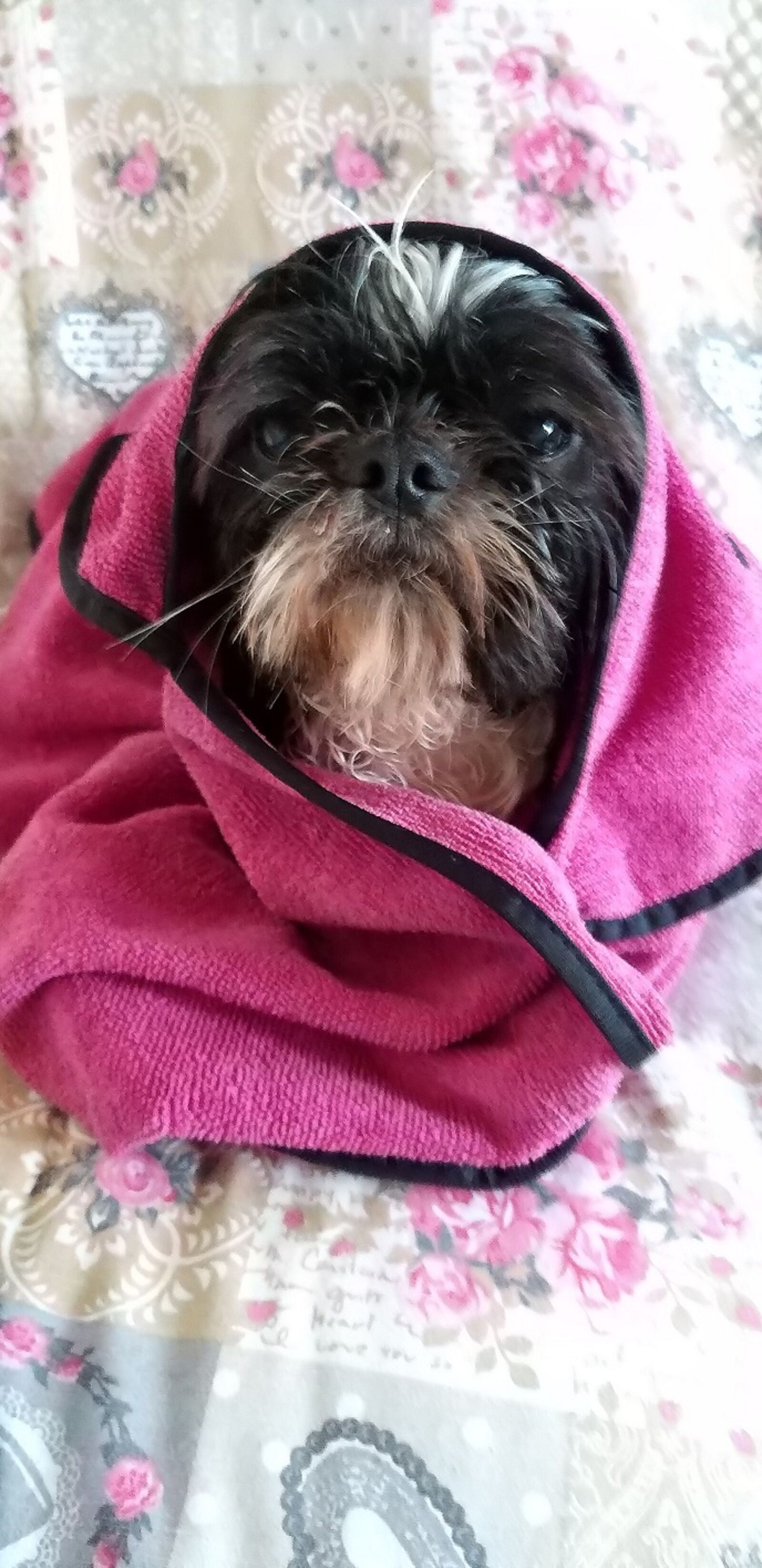 Samsung Galaxy A9 (2018) sample photo. Shihtzu's, shih tzu, vicky photography