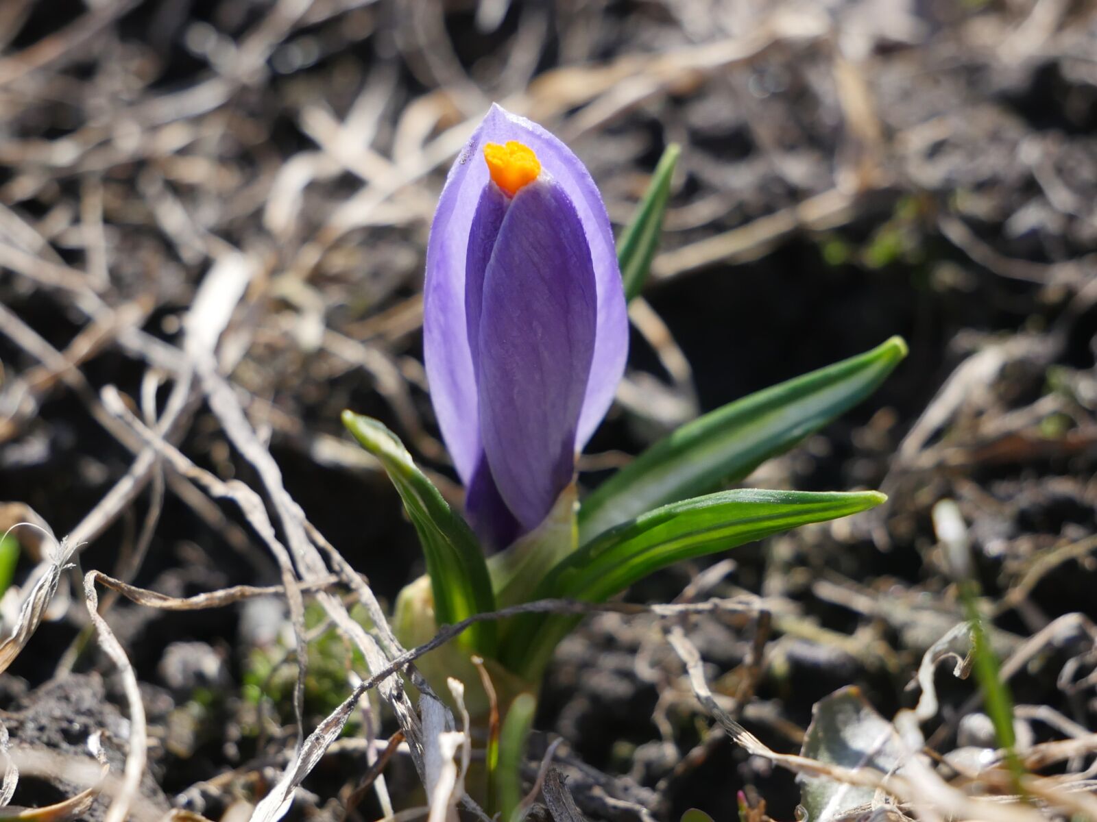 Panasonic Lumix DMC-GH4 sample photo. Nature, flowers, bud photography