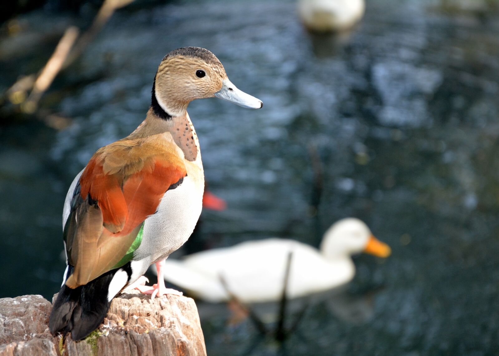 Nikon D5200 sample photo. Duck, swimming, water photography