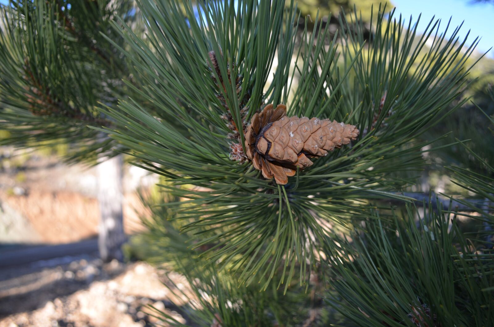 Nikon D5100 sample photo. Cone, pine tree, needle photography