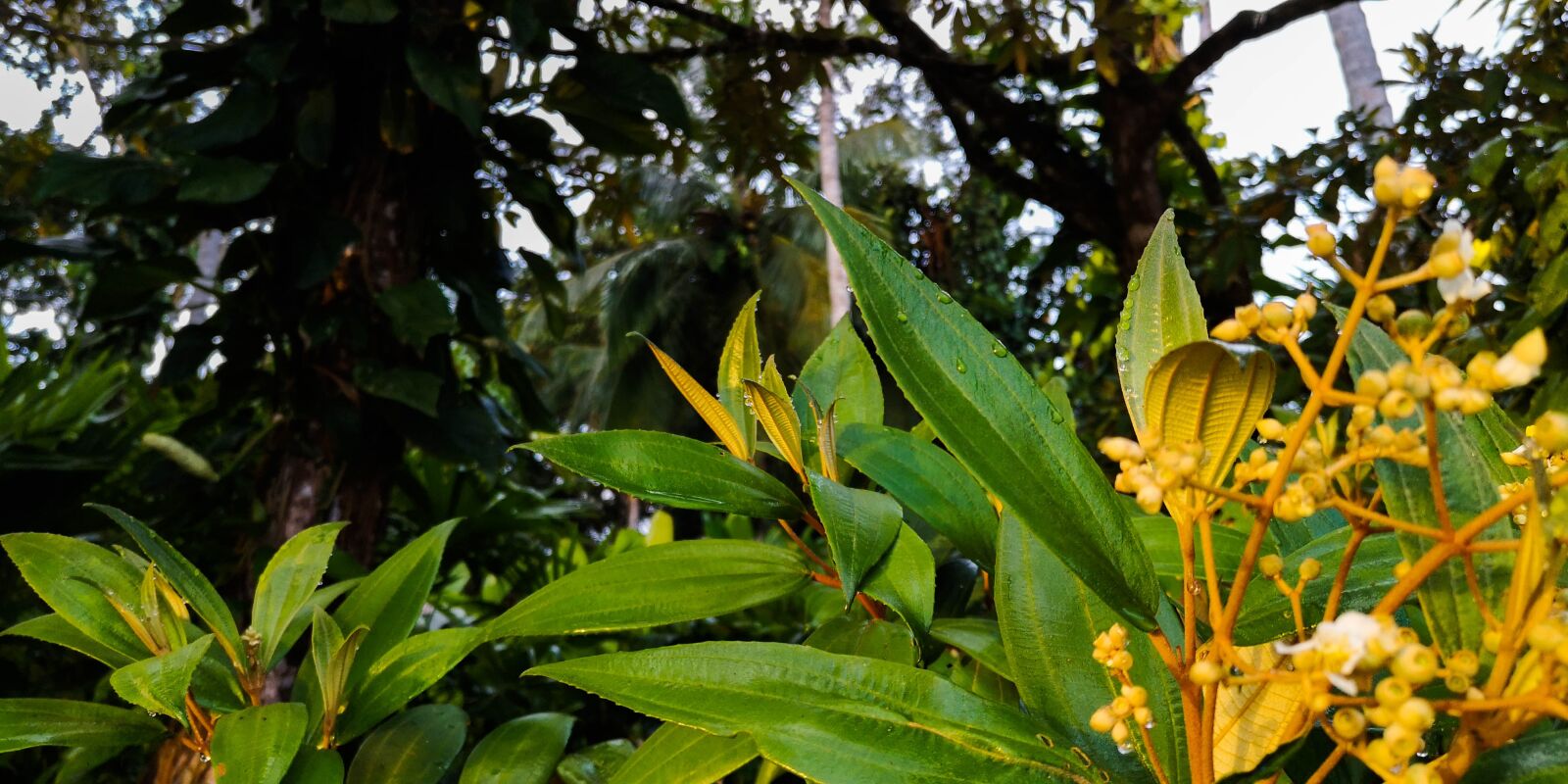 HUAWEI P20 sample photo. Plants, trees, nature photography